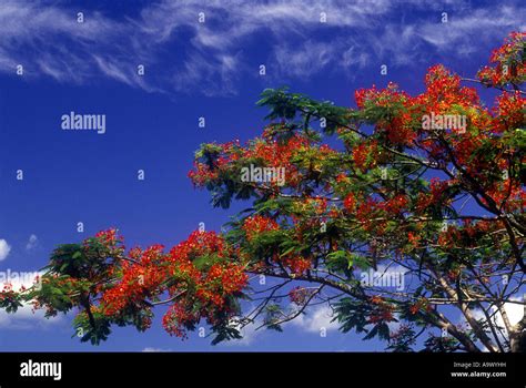 flamboyanté photos|1,359 Flamboyant Tree Stock Photos & High.